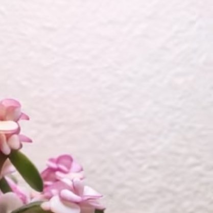 金枝玉叶的种植方法1.栽培方式：营养土+高比例颗粒+河沙，疏松透气排水干土；肉