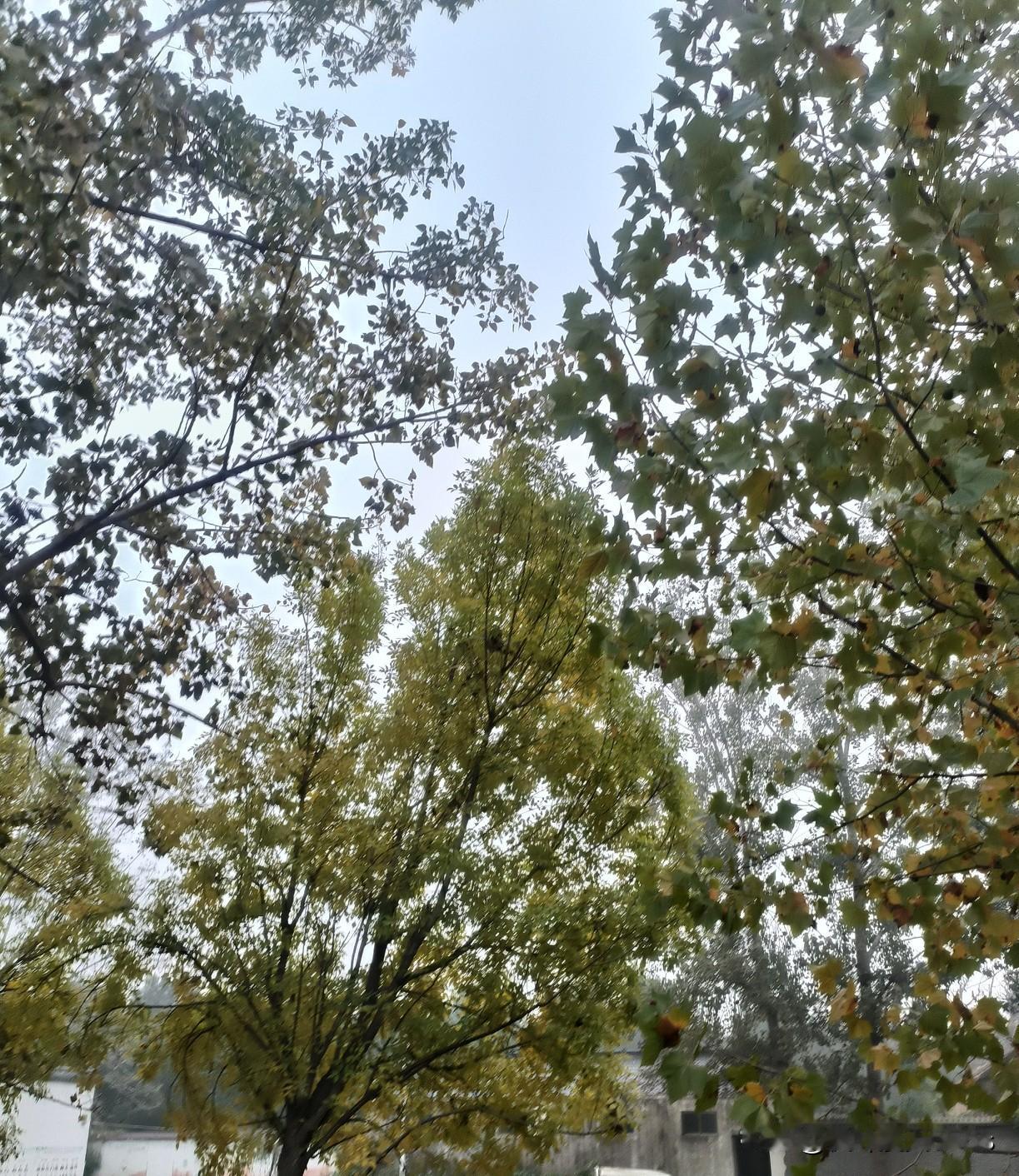 全县男性DNA入库:是高效破案利器,还是隐私泄露危机?这两天,四川平武县“