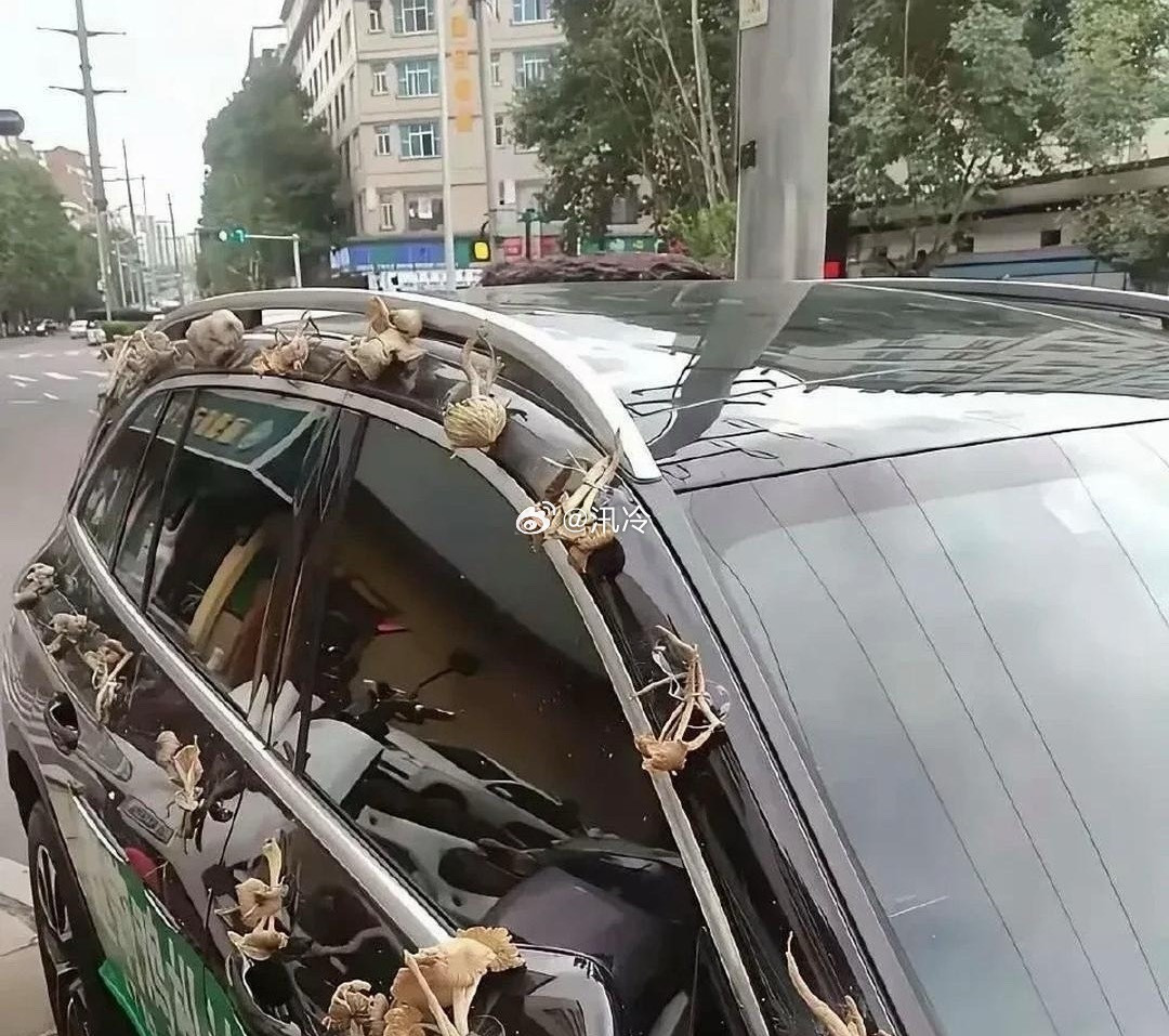 婚车上的一幕惊呆了