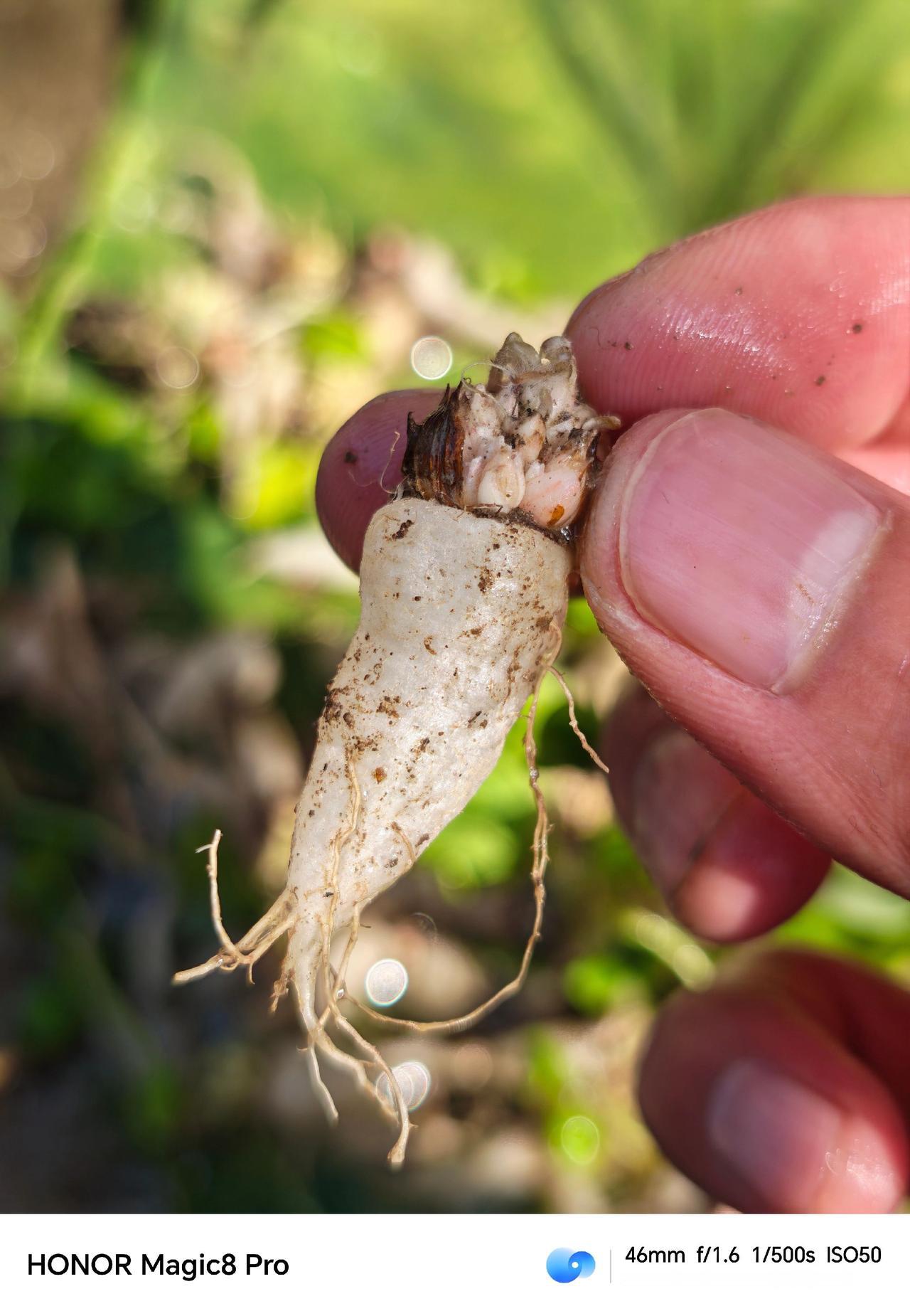 城里人应该不知道这是什么农村美食