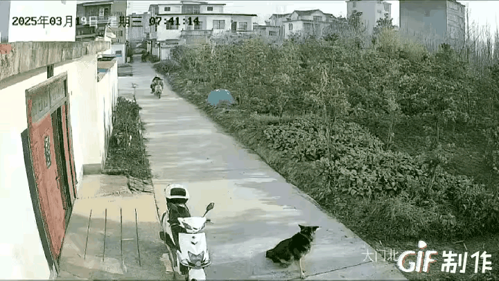 狗:我不咬你已经很不错了，你还敢惹我，不要说你是两个轮，就是四个轮我也要咬回去，