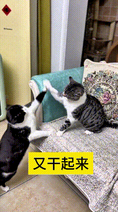 看到这个视频，瞅瞅这俩小猫，真是又好气又好笑！沙发上的狸花白猫正歇着，底下的小黑