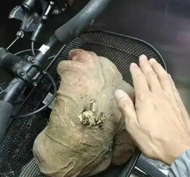 回村遇到嫂子，非要往我车筐里塞这玩意儿，说是好东西。当时人多没好意思细问，这一路