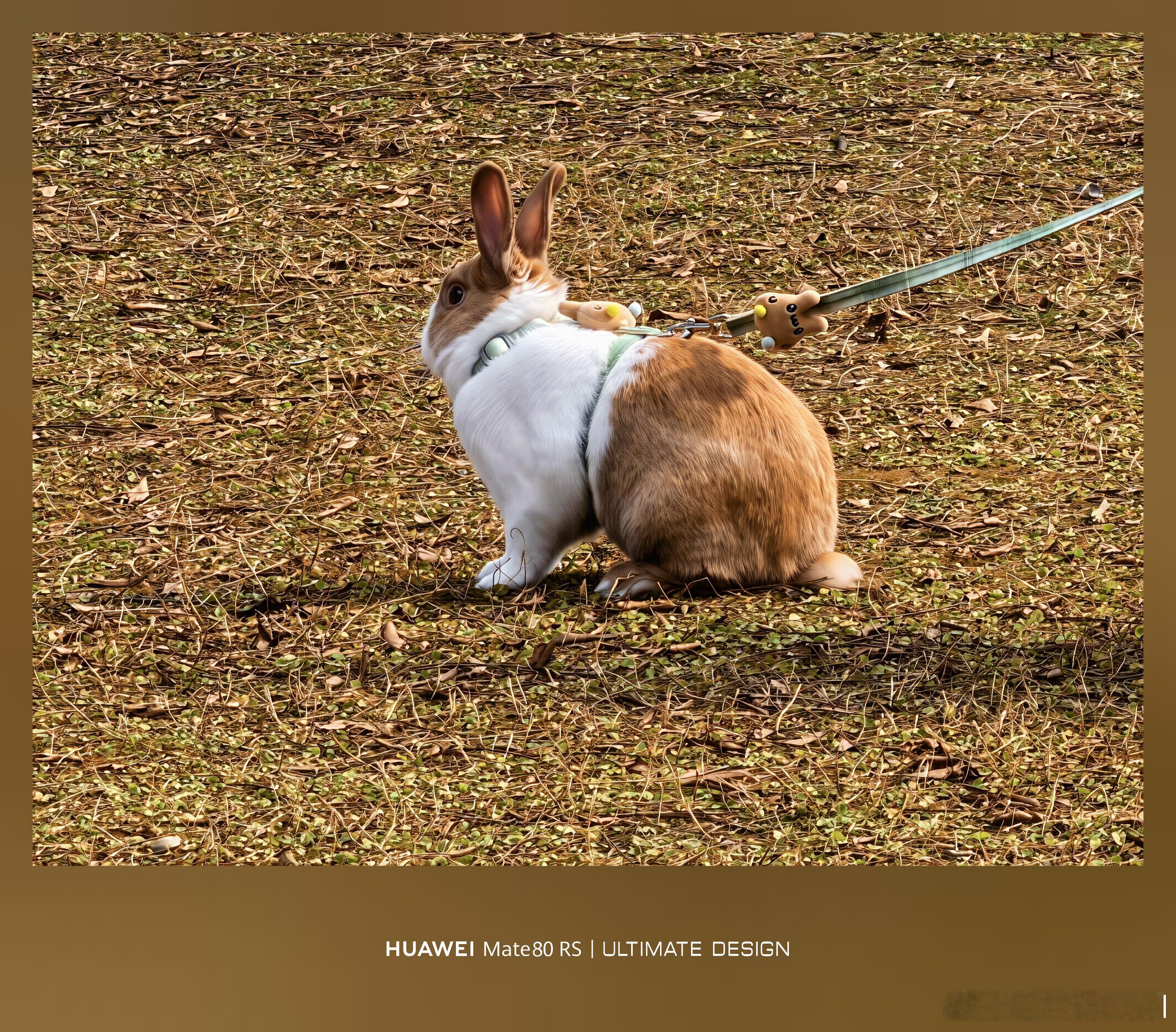 在公园看到有小姐姐在溜兔子，好可爱呀哈哈