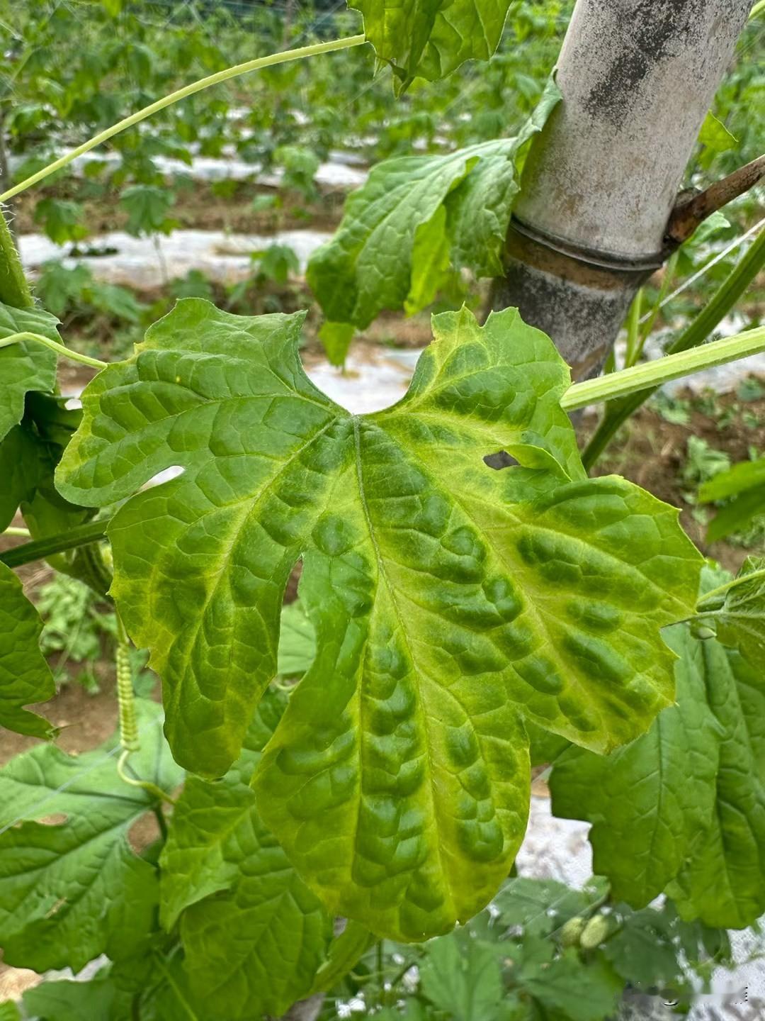 肥料见效快慢取决于什么?肥料见效快慢，核心看这6点，一看就懂1. 肥料形态