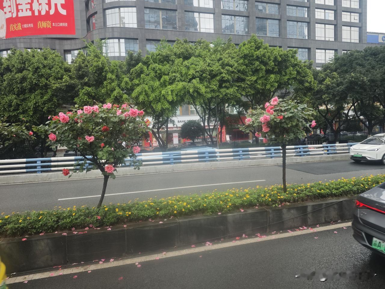 重庆两江新区主干道的花儿是开的真好看，网友们戏称这是“纳税花”。要不是有监控，估