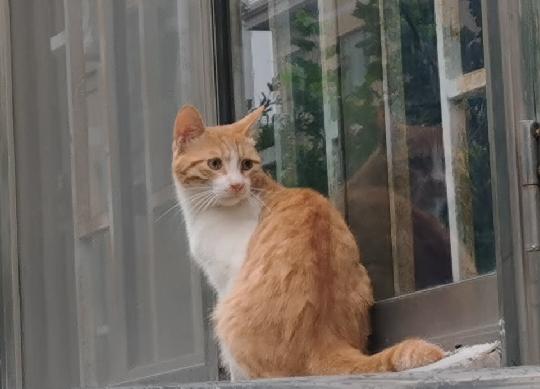 邻居家养着一只小猫，浑身黄毛，我们都叫它小黄。以前整天在院子里玩儿，有的时候自己
