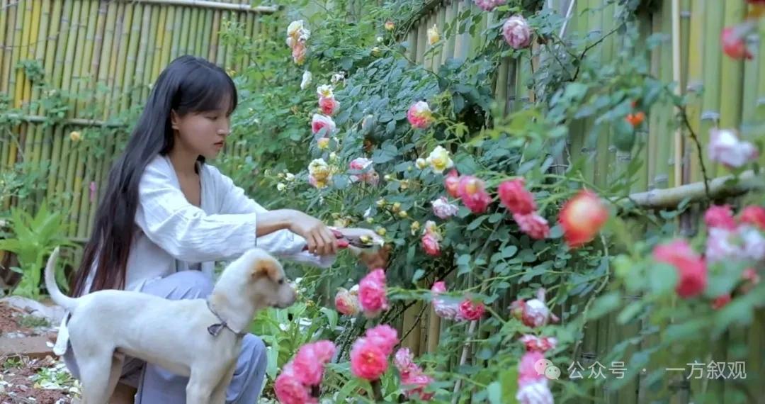 滤镜褪去，资本入局：李子柒的“世外桃源”是一场昂贵的梦四年来，人们越来越清