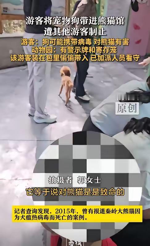 “必须严惩！”8月22日，河南洛阳，一女子参观熊猫馆时，将宠物狗藏在包中，偷偷带
