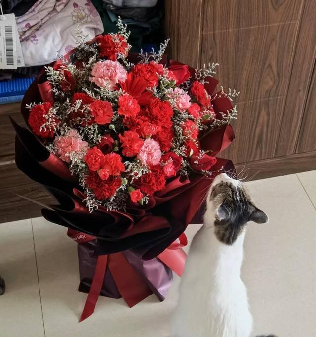 养了二十年的猫快不行了，这几天不吃不喝，瘦得没一点分量。去年狗走了，今年猫也要走