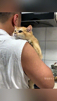 老头在厨房煮面条，怀里还抱着猫，猫也不嫌沉，稳稳扒着他肩膀看他做饭。老太太