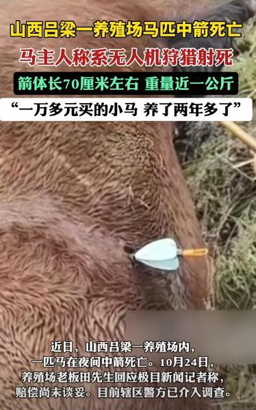 必须严惩!山西吕梁,一男子将马散养在养殖场内,第二天再去看时,却发现马儿没有了呼