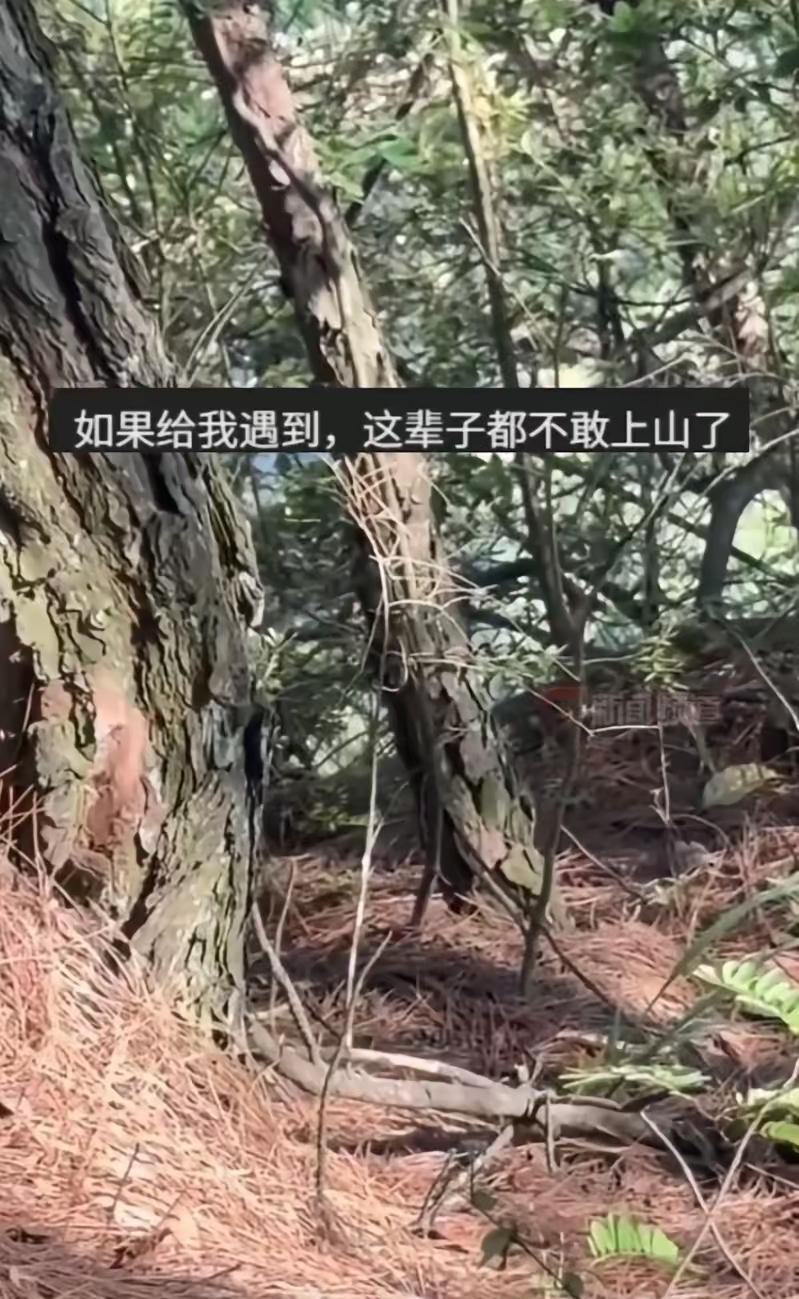 云南，一男子趁着晴好天气上山找野生菌，进山途中意外撞见惊险一幕。草丛里突然传来细