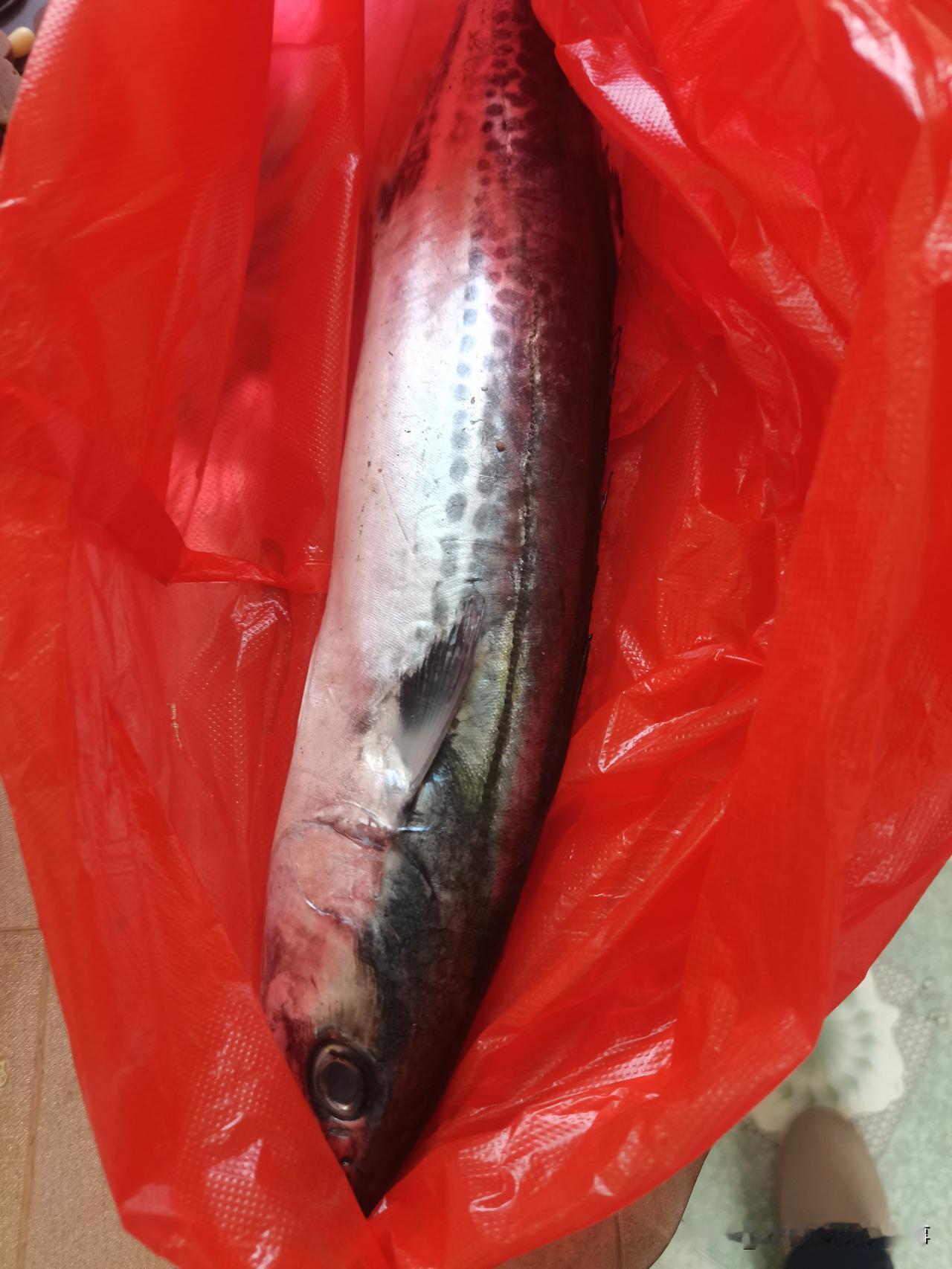 难得的刚打捞上的新鲜大鲅鱼！邻居嫂子给的。她娘家弟弟送给她的，她又分我一条。