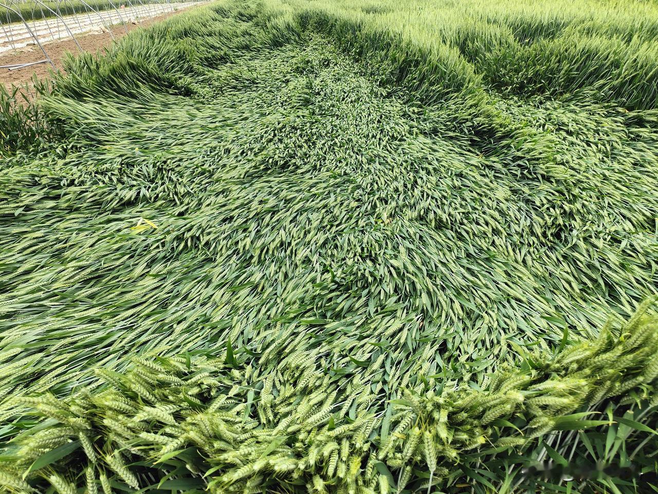 春日生活打卡季对于农民朋友来说，今年春季最后几天，麦田有一件事一定要做，这件事就