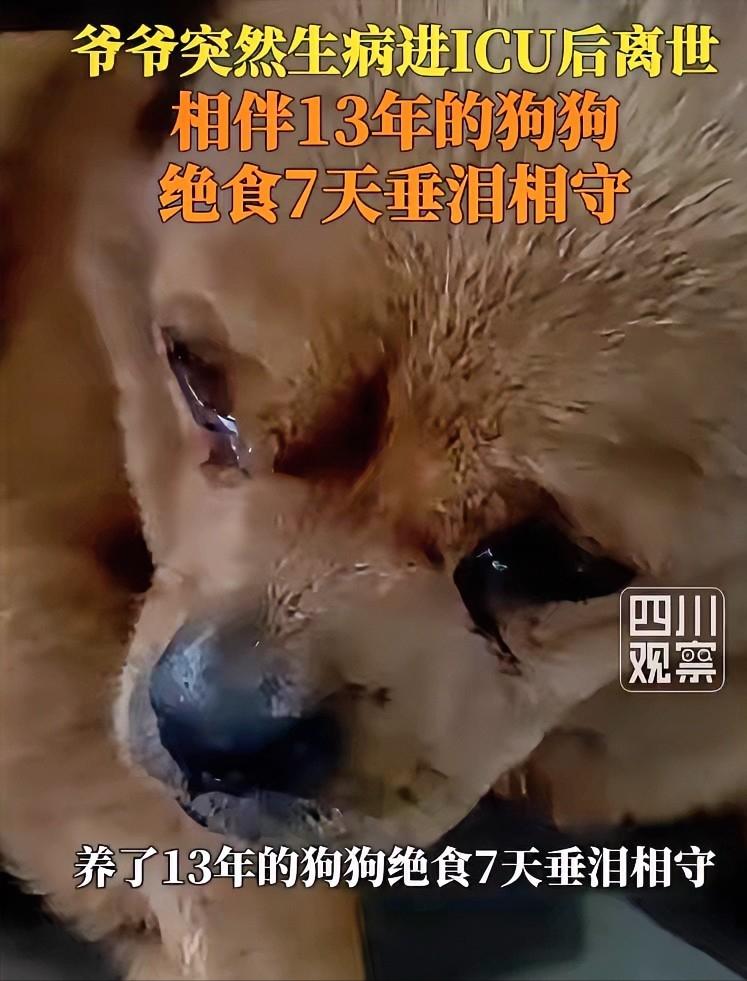 看哭了！7月2日四川雅安，一位老人突发重病，紧急送往医院ICU抢救，最终遗憾离世