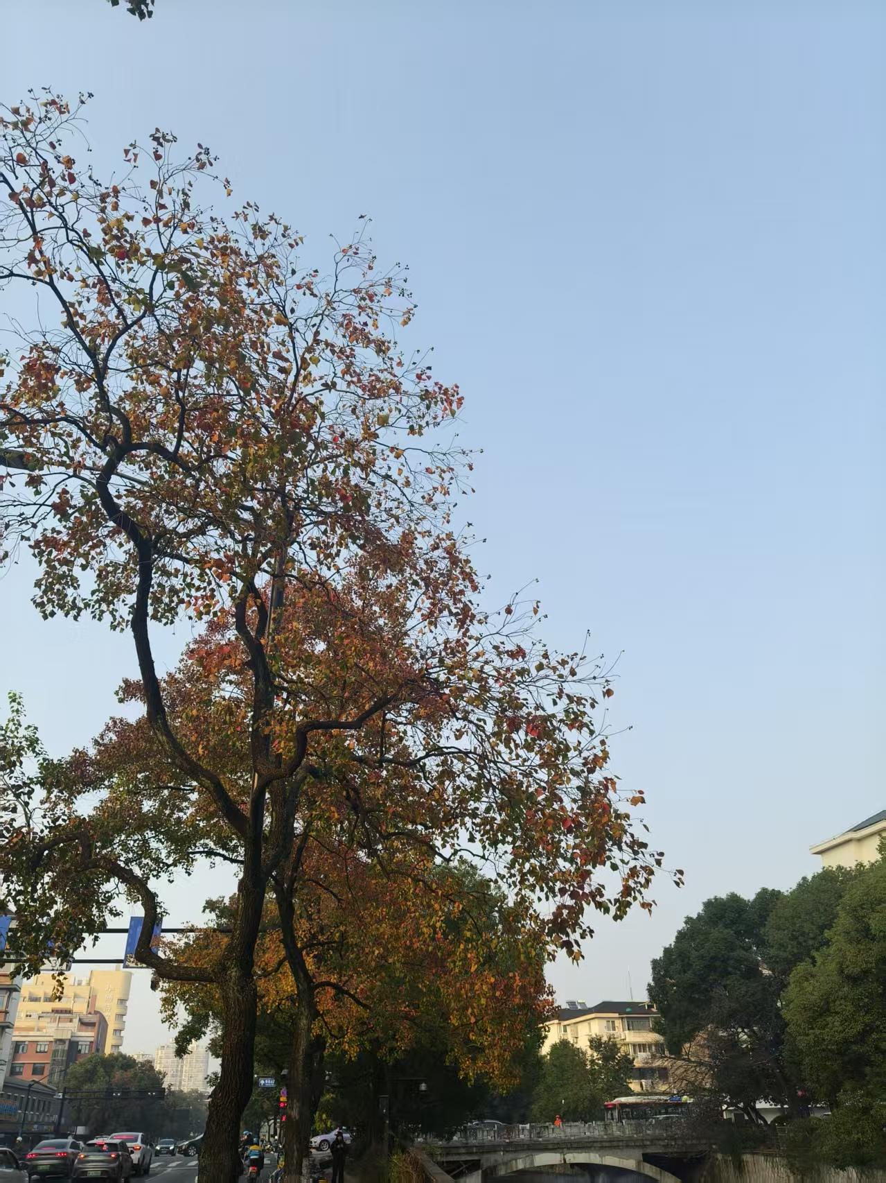 杭州的秋，短暂却绚烂非常。2024年11月25日尚是秋日，转天11月26日便已入