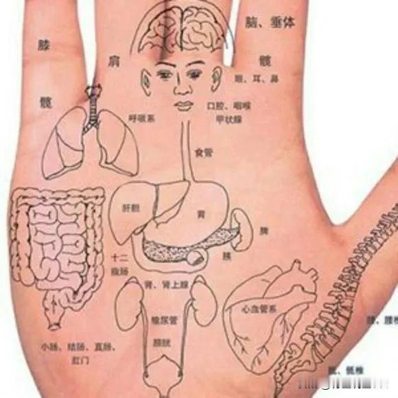 初病在经、久病入络，中医看病痛深浅的规律常听中医说“初病在经，久病入络”，