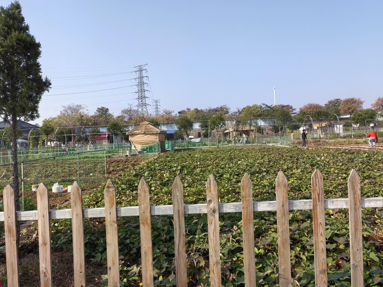 这里的小菜园真美啊！小菜园收获季小菜园种植跟着导航来到了共