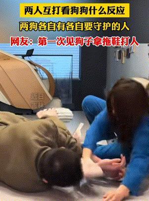 笑不活了！吉林，夫妻俩人故意互打，只为看两支狗狗什么反应。没想到结局让人万万没想