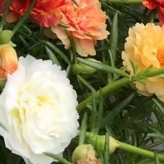 太阳花的种植小方法：1.栽培方式：园土+颗粒土，不择土壤、耐贫瘠；匍匐生长，浅