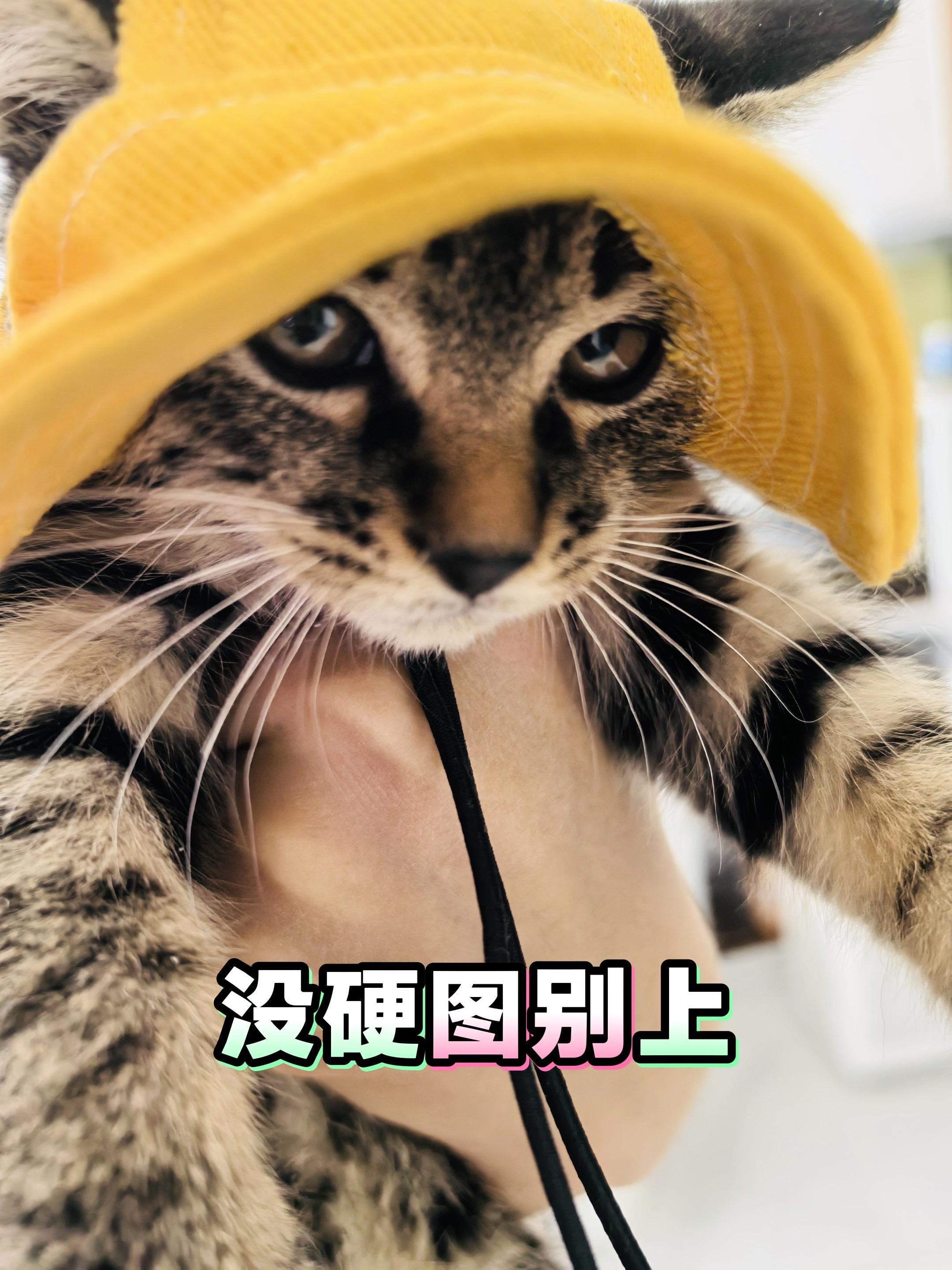 狸花猫 中华狸花猫 硬图配硬曲