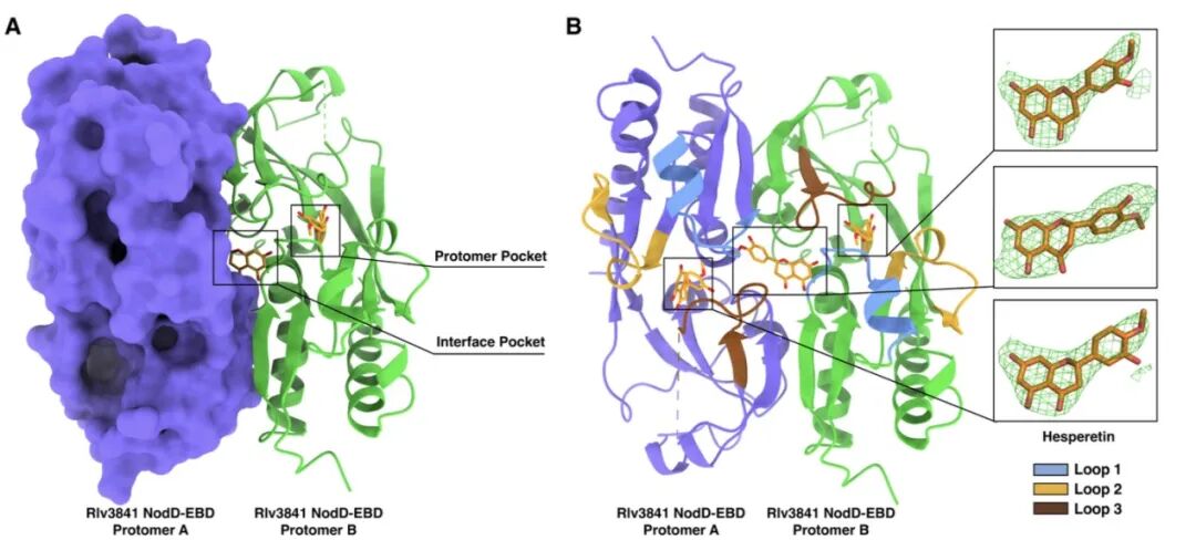 科学家破译豆科植物与根瘤菌的共生之谜 | 科技前线