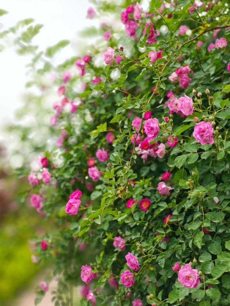 我嫂子，一个不会做饭的女人。春节又要回来了，每年都是我妈一个人伺候一家子。