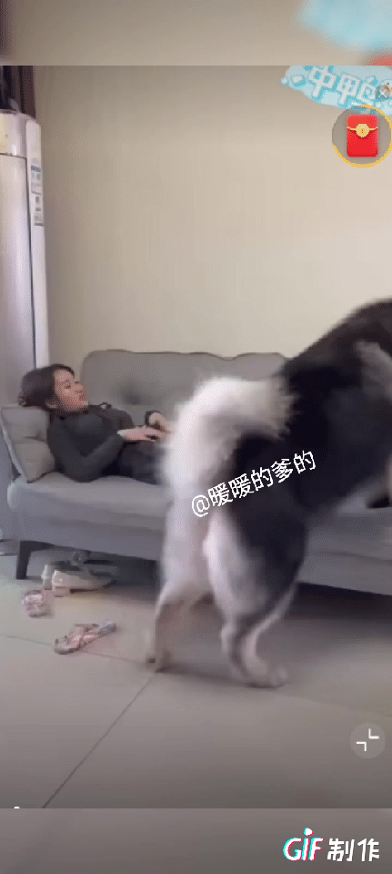 我都不理解为啥小女孩非要养这么大🐶
