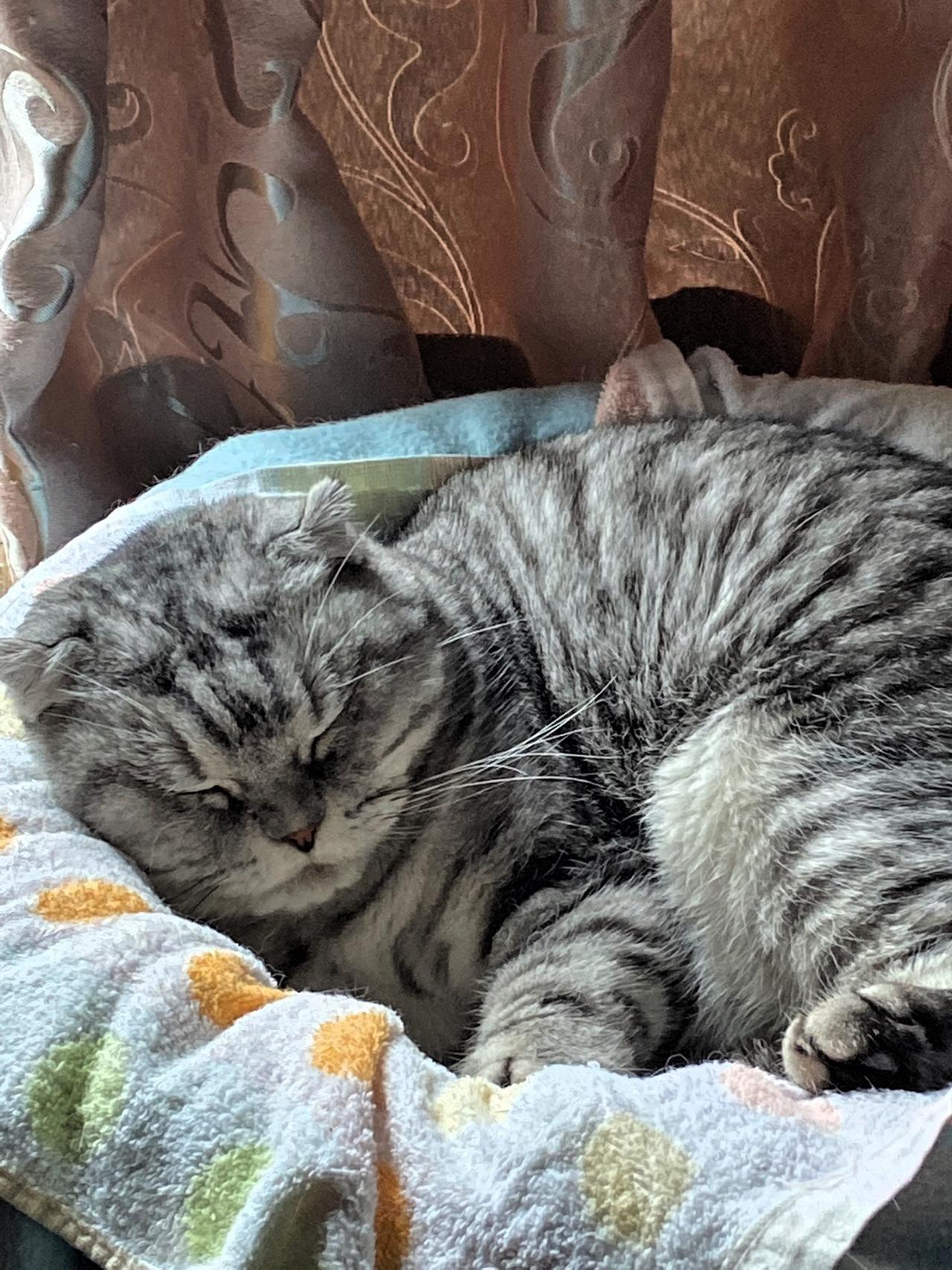 晒出你家猫咪的睡姿酣睡的猫咪，像一位老人在睡午觉一样可爱！猫咪猫咪大明星