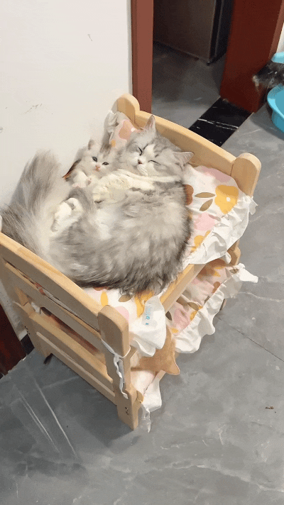 看到这个视频瞬间被治愈，大猫搂着小猫安稳睡在小木床上，画面温馨又暖心。一直困扰猫