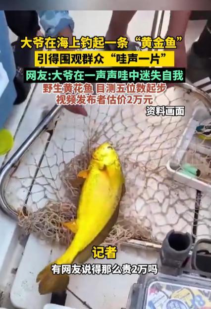 “简直赚翻了！”10月23日，福建，一大爷海钓钓上来一条“黄金鱼”，他笑得合不拢