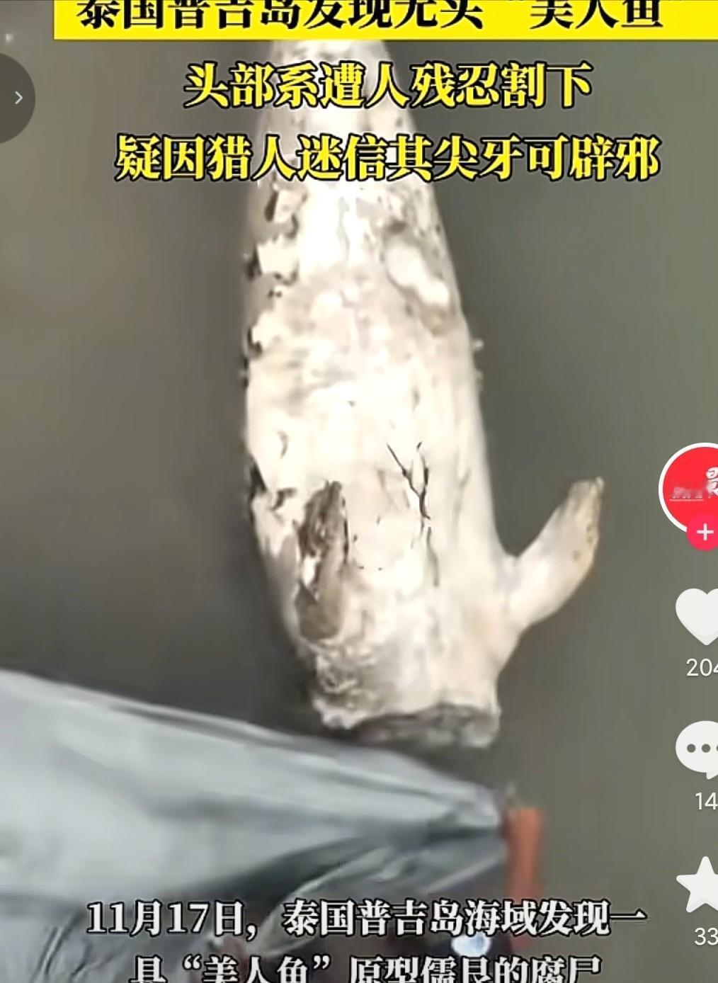 泰国海边那具被死死绑在礁石上的海洋生物遗体，彻底撕开了人性的遮羞布。2026
