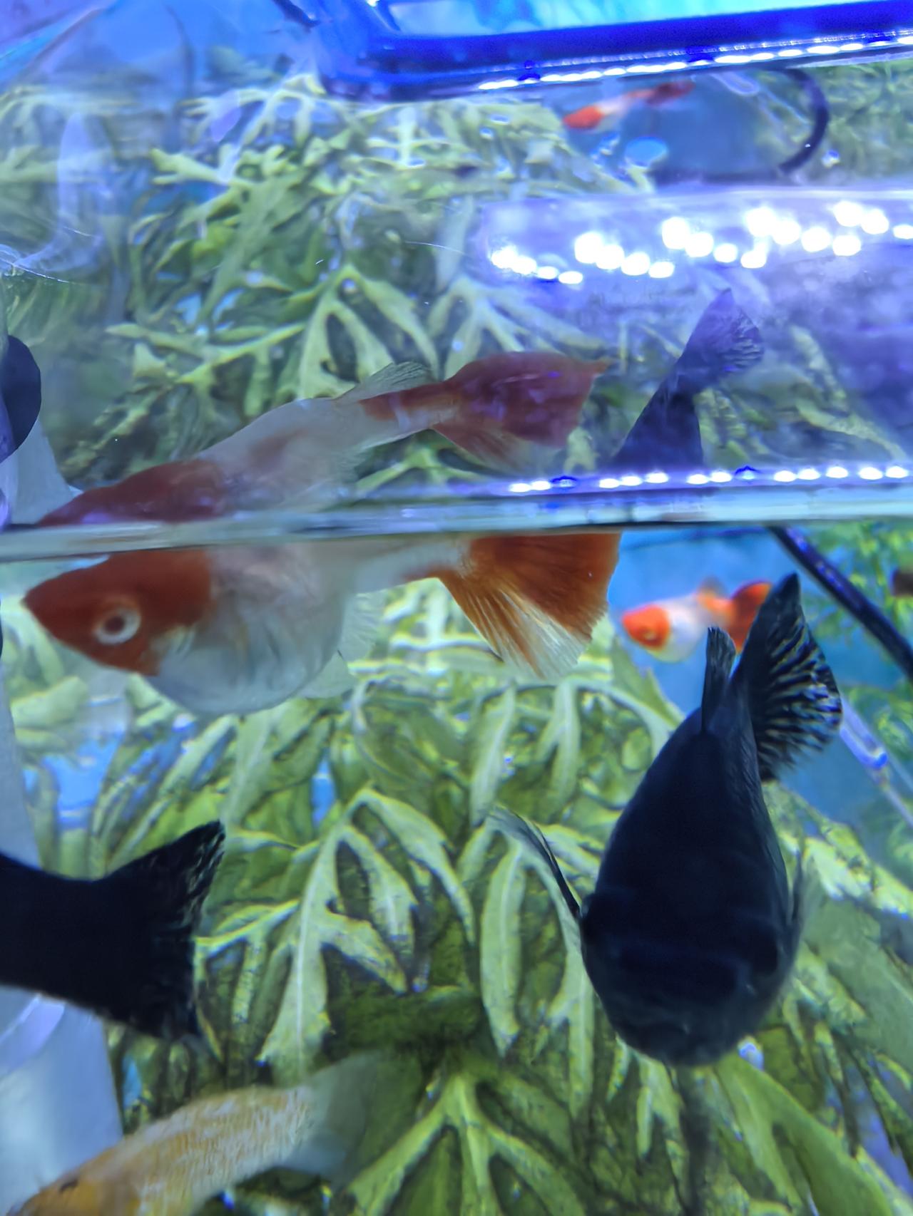 孔雀鱼好养还是不好养?孔雀鱼（Poeciliareticulata）作为一种常