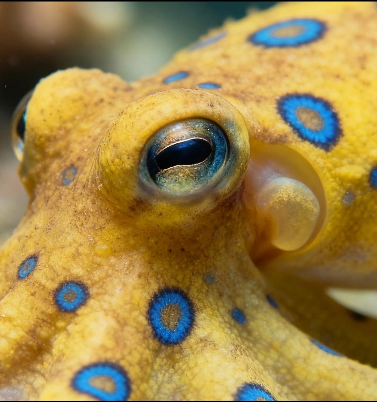 章鱼最反常的是身体构造。它有1个主脑长在头部。8个“腹脑”分别长在8条腕足上。4