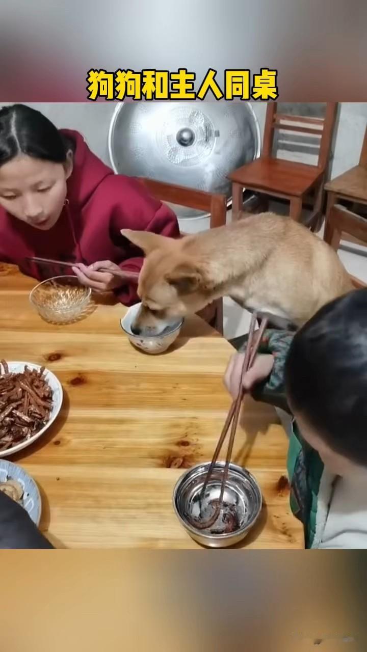 刚才刷到有人说能接受人狗同桌，我这强迫症真的犯了。不管你家狗是不是“金毛寻回猎犬