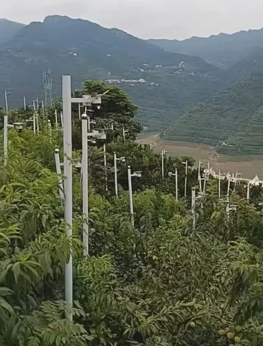 湖北巴东一果园里密密麻麻立满监控, 当地回应: 农户为征地补偿加装, 不单独赔偿