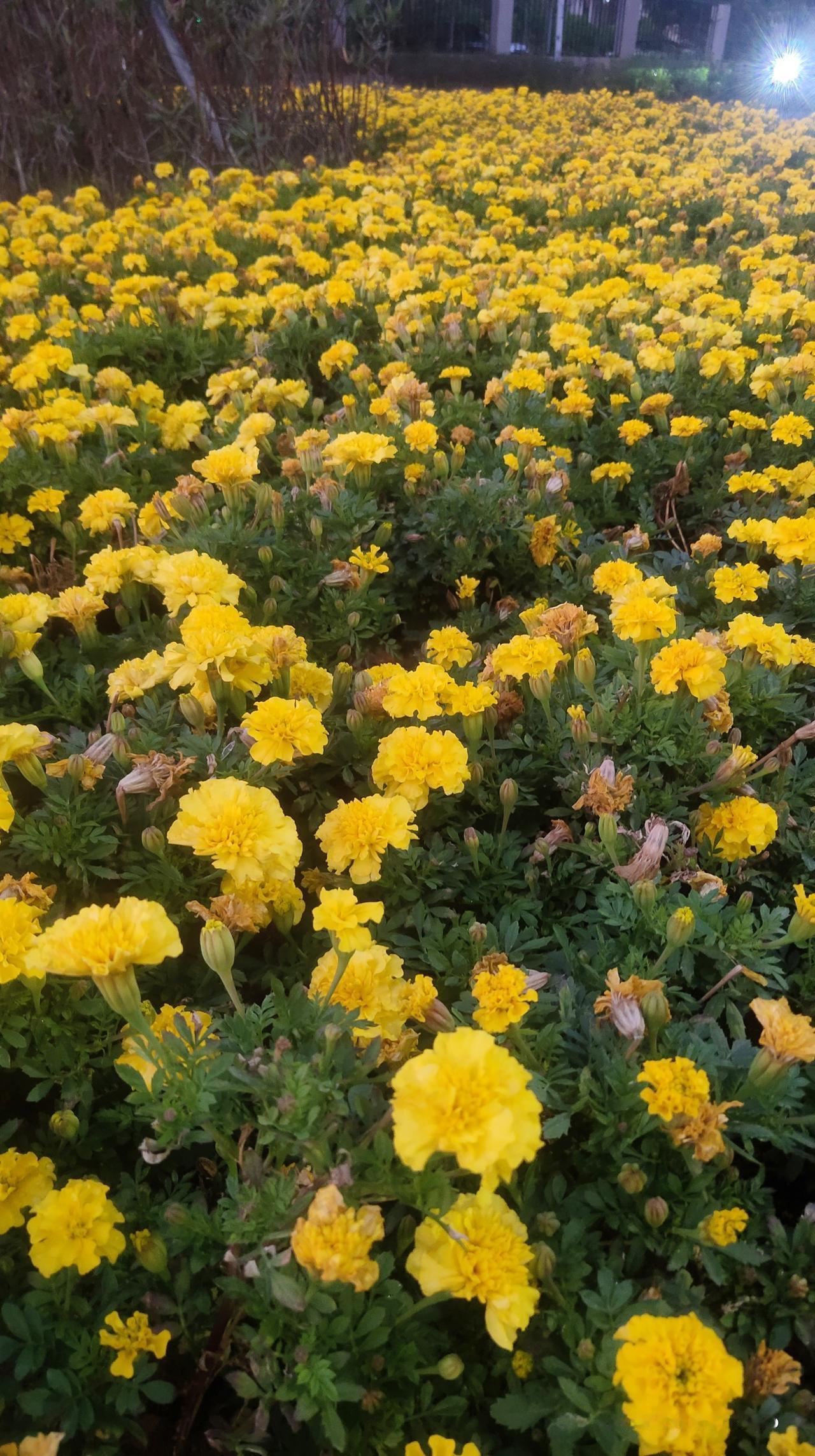 谁懂啊！孔雀草真的是懒人养花天花板，不用费心打理照样开爆盆，新手也能轻松拿捏。