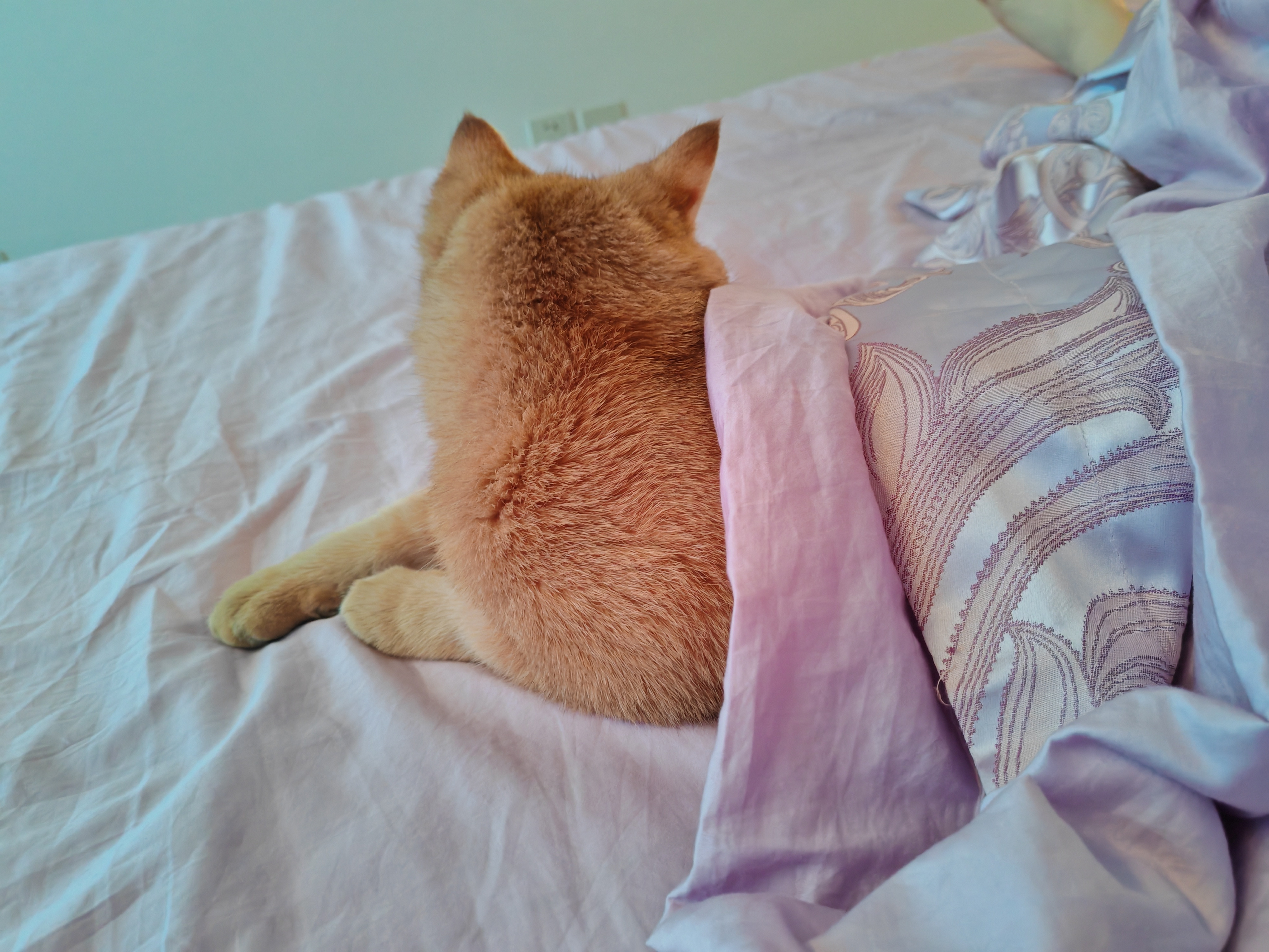 自己盖被子睡啊怪不得我觉得热乎乎的宠物猫猫咪​​​