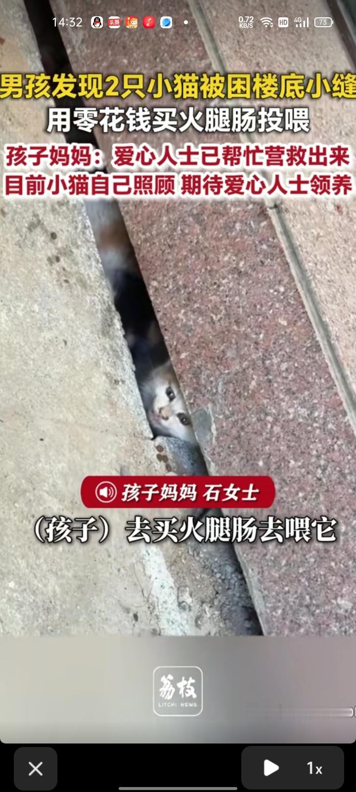 5月6日，河南安阳。孩子妈妈石女士分享一段视频，儿子发现两只猫被困在楼底小缝，它