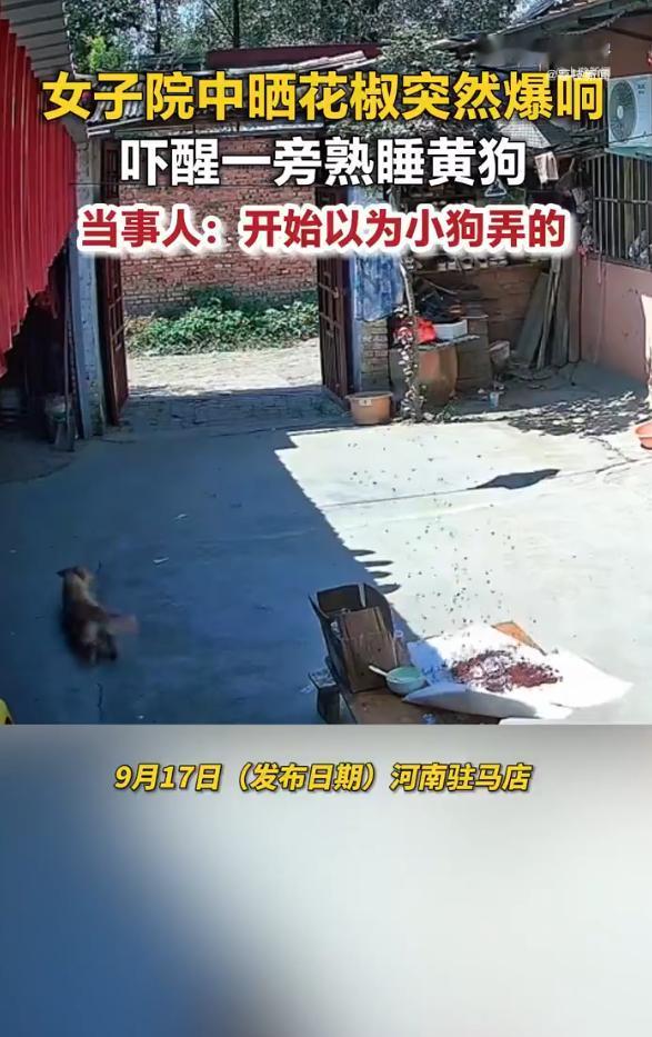 河南驻马店，一女子把进水的花椒摊在院子里晾晒，两小时后院中突然传来“砰”的一声爆