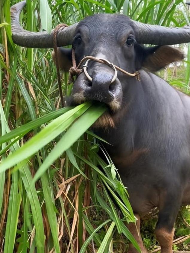 为什么牛只吃草就能长一身肌肉？答案其实很简单，人只吃蔬菜的话会营养不良，而牛只吃