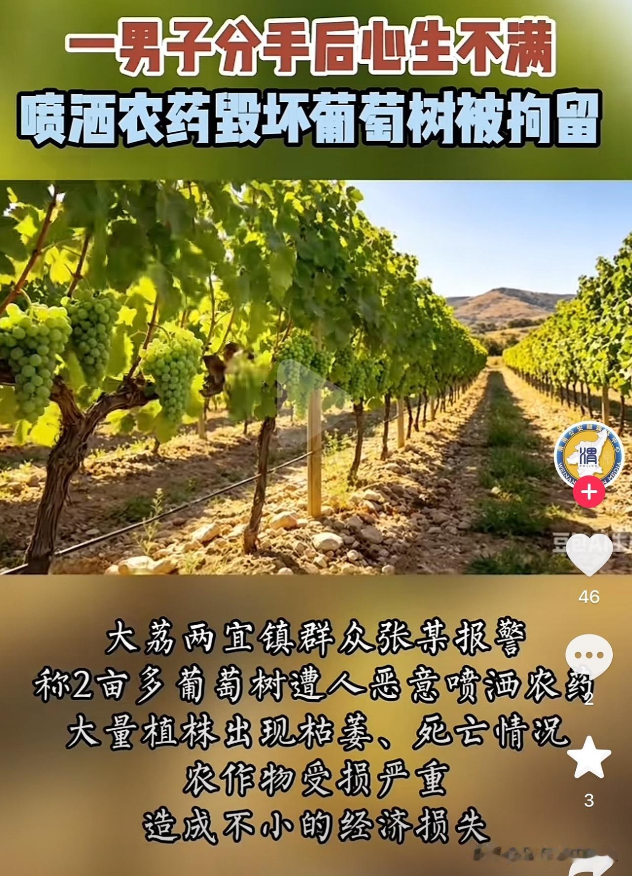 最终葡萄树承担了所有！陕西渭南一男子对前女友因爱生恨，特意选在520这天，把前女
