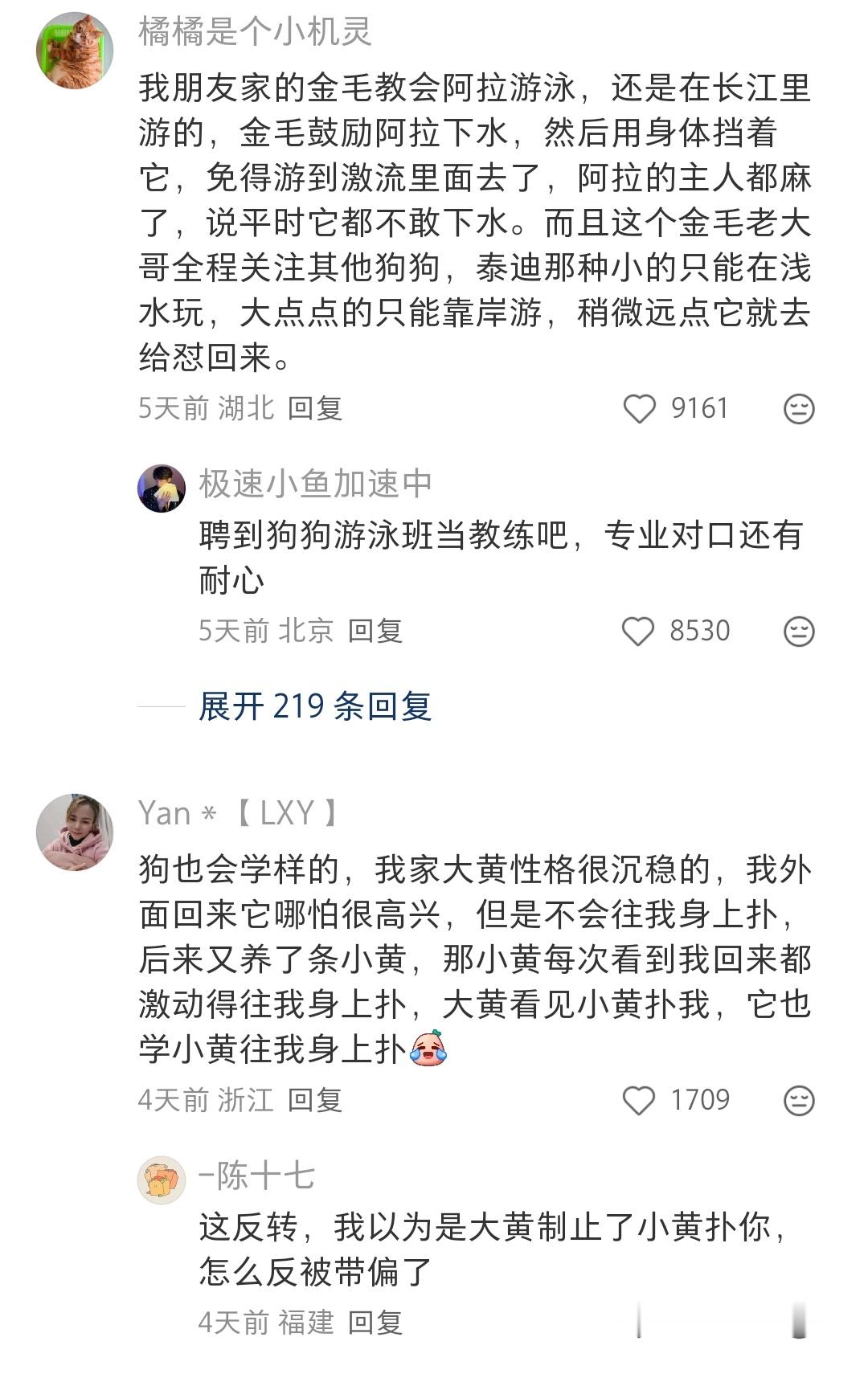 网友家的狗子丢了，被别人收养一个月，跟别的狗学会了礼仪
