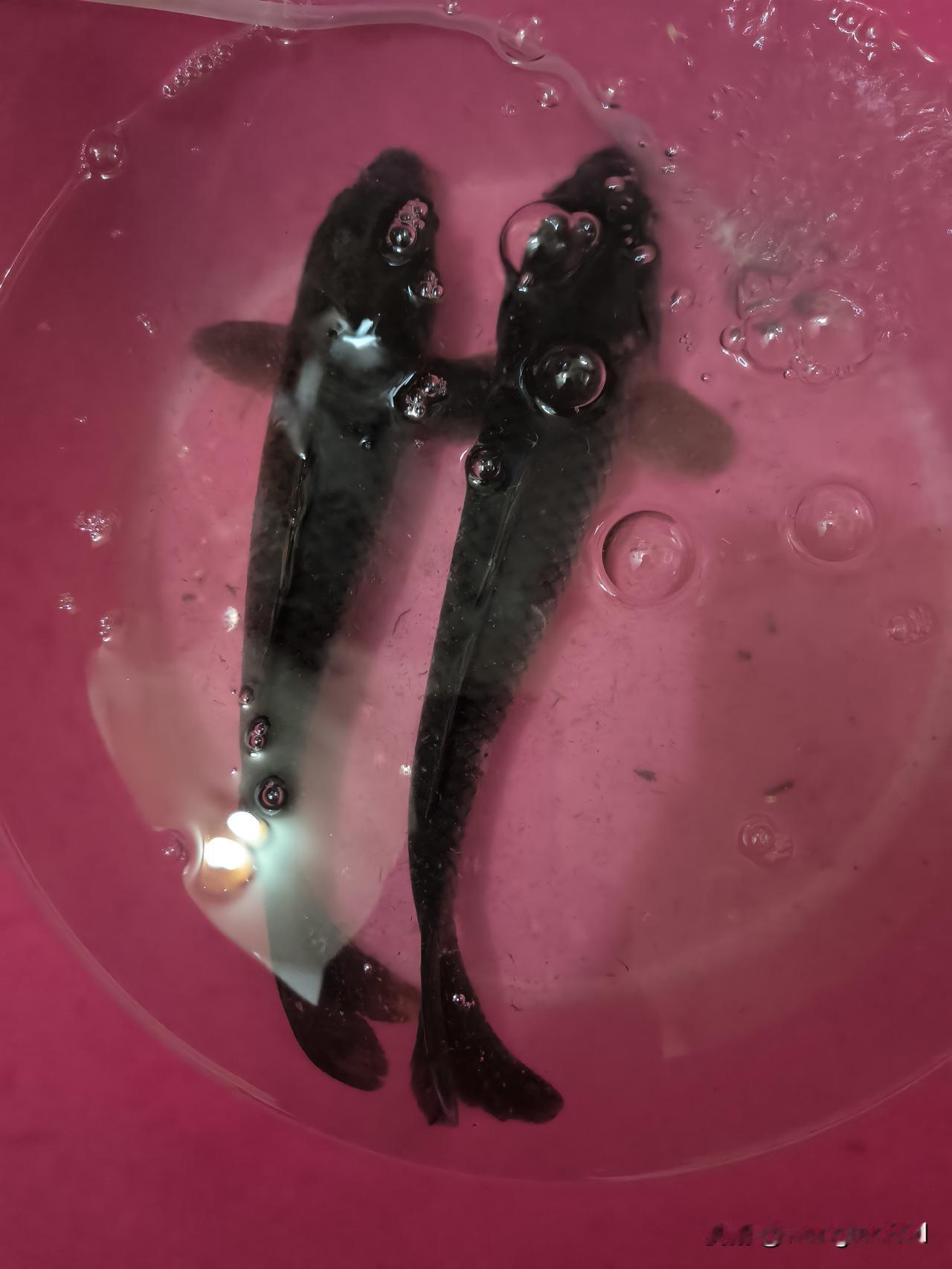 放生前天，我去郊区钓鱼，旁边有个钓友钓到两条两斤重的鲤鱼，收竿时，他把