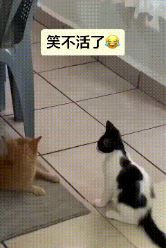 太好笑了！奶油猫瞅准时机，趁橘猫转头不注意，悄悄抬起爪子，看样子准备上去撩拨一下
