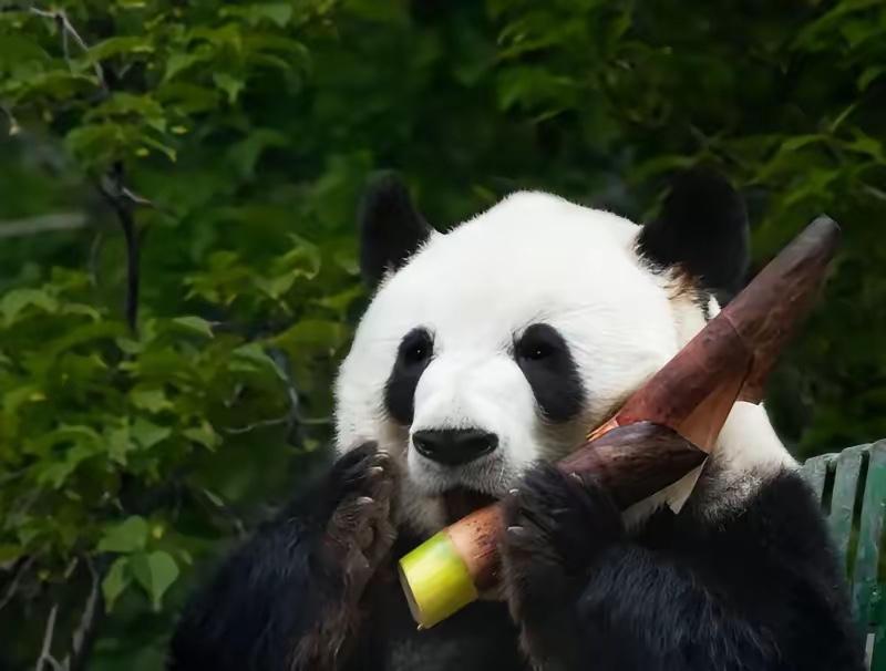 中日关系一时半会没法修复了但两国普通人的牵挂，藏在熊猫的故事里1972年