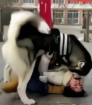 校园门口犬只伤人：别让侥幸，伤了自己也险了孩子这事儿真是绝了，女的被狗咬住