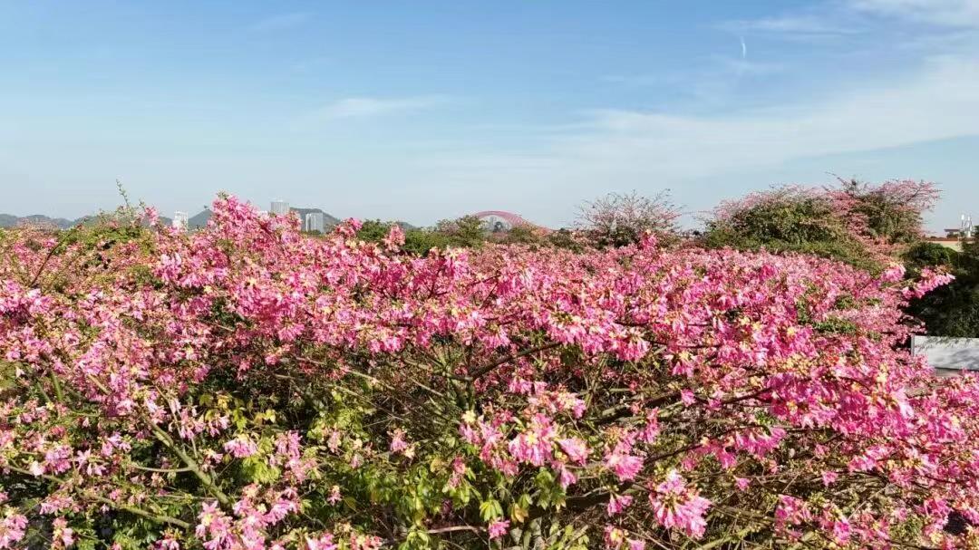 【万顷沙岛北尖真的是预留给未来了】作为继续灵山岛尖、横沥岛尖之后的第三岛尖，万顷