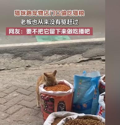 这是成精了！广东，一流浪猫经常跑到宠物店门口偷吃猫粮，有爱心的店主看它可怜从来不